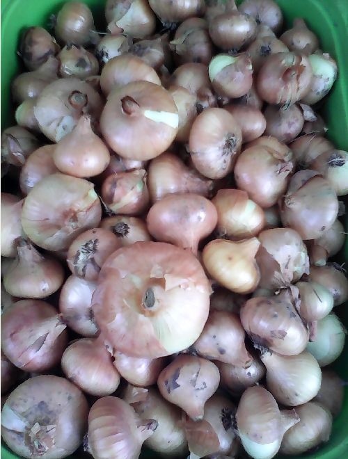 Жълт кромид лук