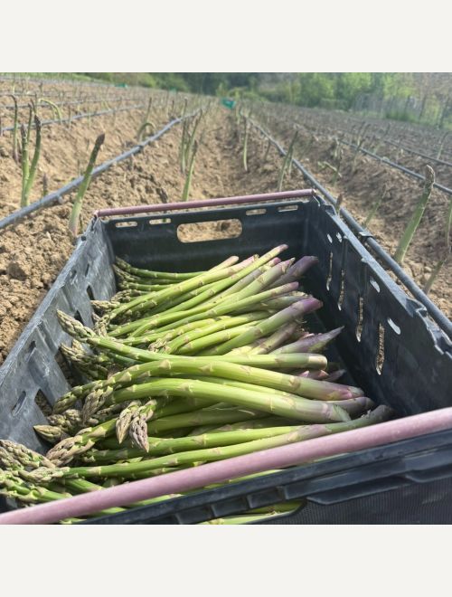 Аспержи, зелени