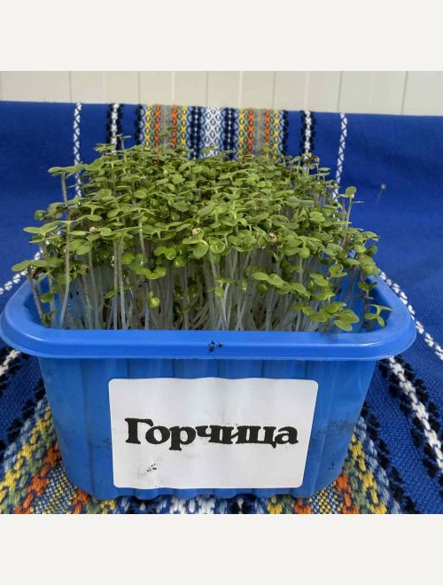 Микрорастения от Горчица