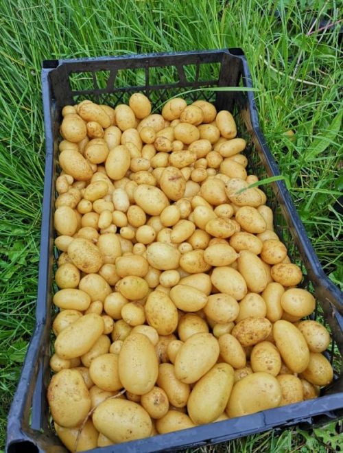 Пресни картофи