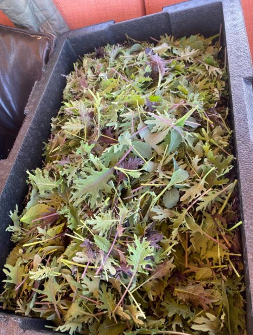 Бейби кейл, микс