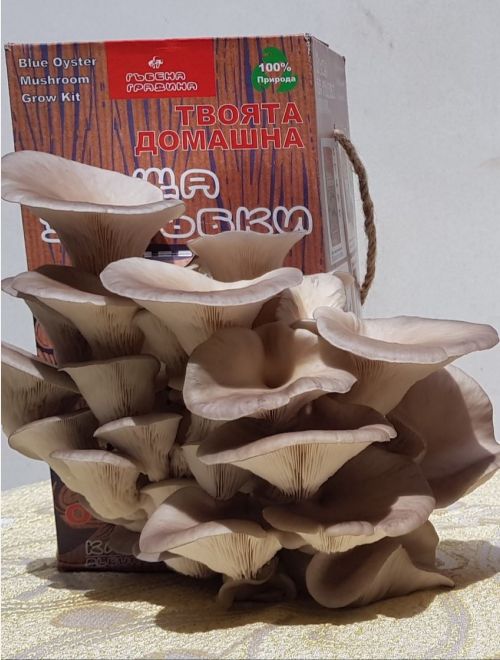 Къща за гъбки - обикновена кладница