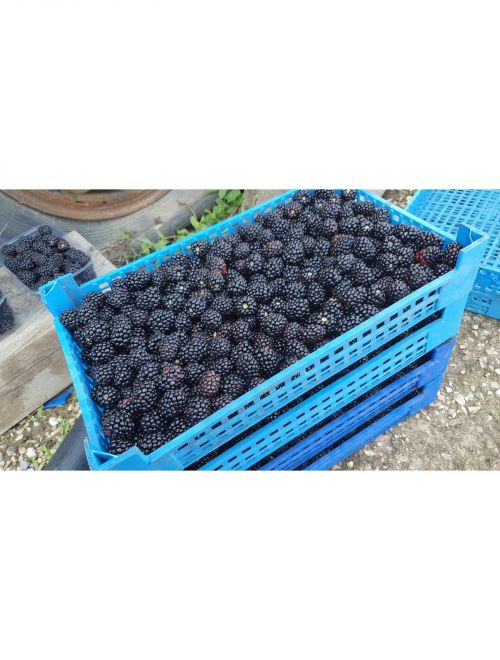 Къпини, култивирани
