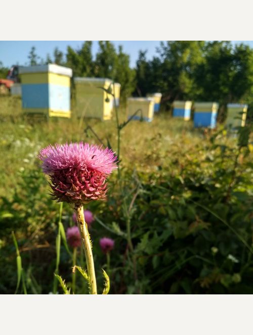 БИО пчелен мед Магарешки бодил, Сл. метличина, Мана от дъб