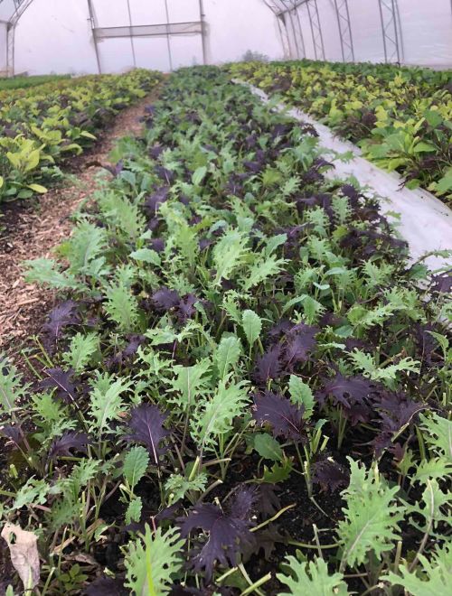 Бейби кейл, микс