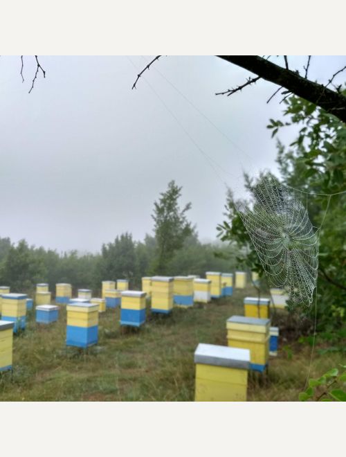 БИО пчелен мед Планински от Сакар