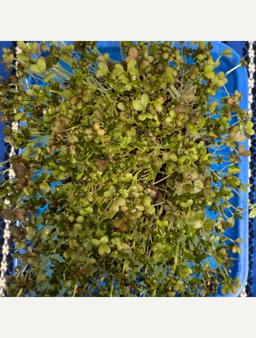 Микрорастения от Мизуна