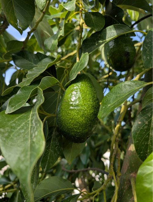 Авокадо, сорт Green Skin, био