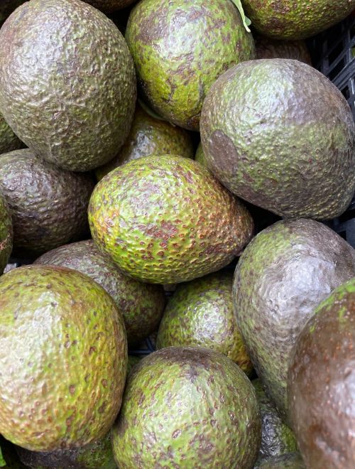 Авокадо, сорт Hass