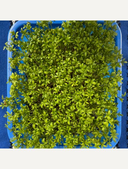 Микрорастения от Крес