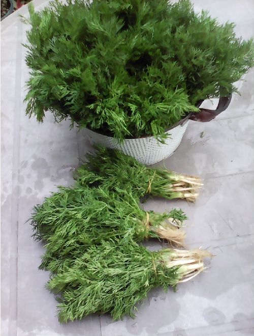 Копър