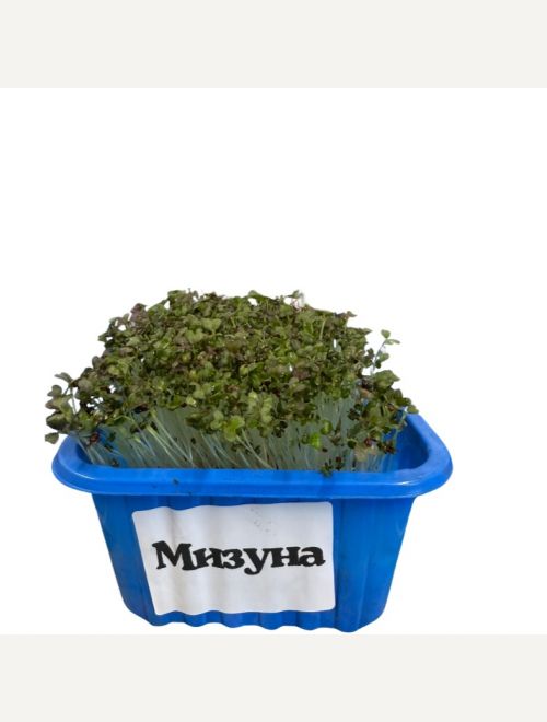 Микрорастения от Мизуна