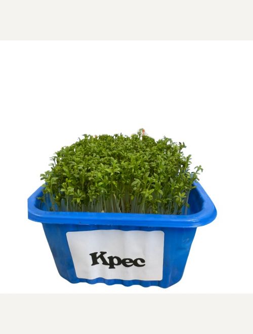 Микрорастения от Крес