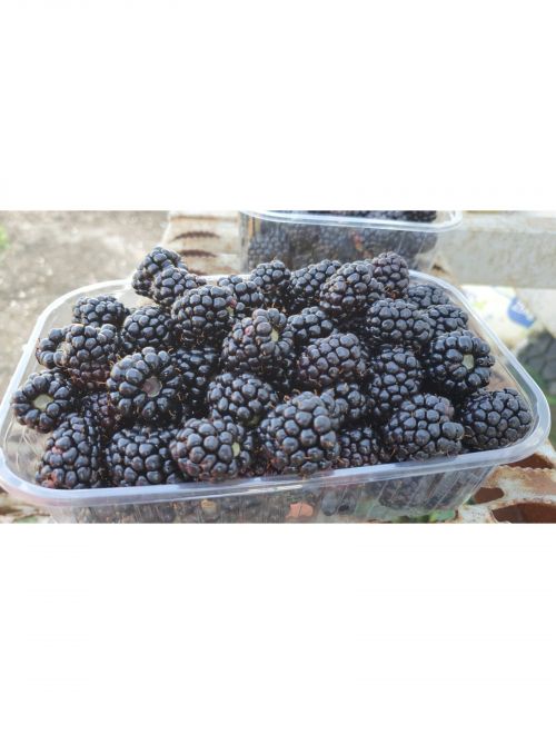 Къпини, култивирани