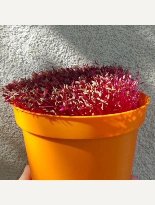 Микро червен амарант