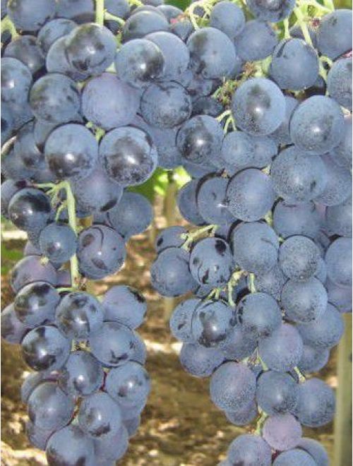 Червено грозде, сорт Палиери