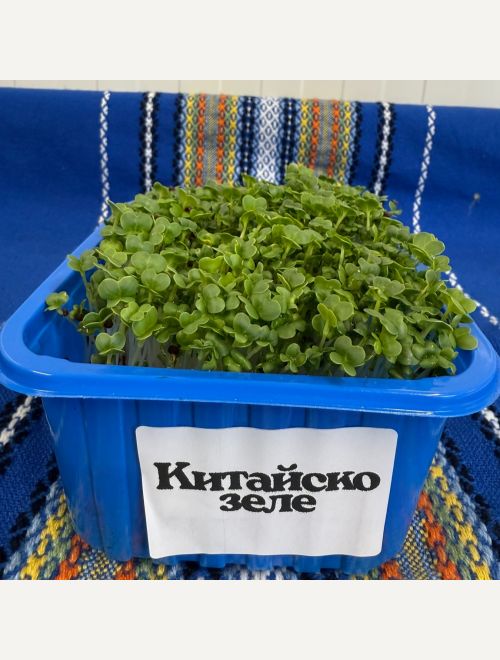 Микрорастения от Китайско зеле