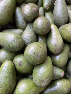 Авокадо сорт Bacon