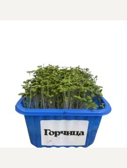 Микрорастения от Горчица