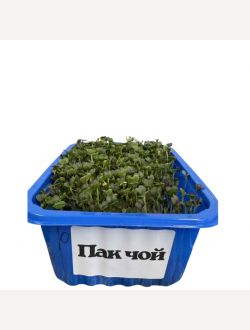 Микрорастения от Пак Чой