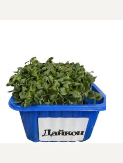 Микрорастения от Дайкон