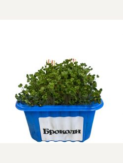 Микрорастения от Броколи