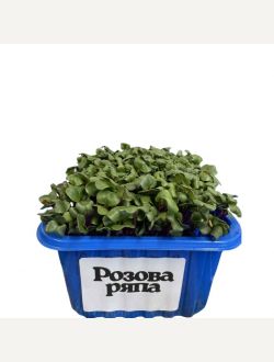 Микрорастения от Розова ряпа