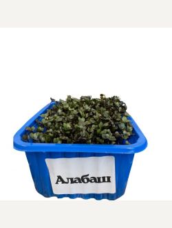 Алабаш микрорастения