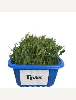 Микрорастения от Грах