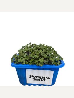 Микрорастения от Руски червен кейл