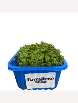 Микрорастения от Китайско зеле
