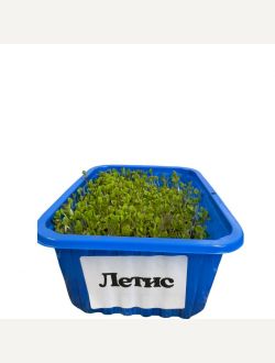 Микрорастения от Летис