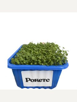 Микрорастения от Рокетс или Рукола